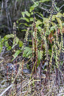 Lindsaea linearis